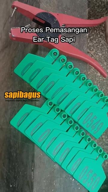 Pemasangan-Ear-Tag-Sapi